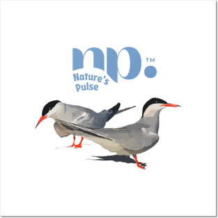 Roseate Tern Posters and Art